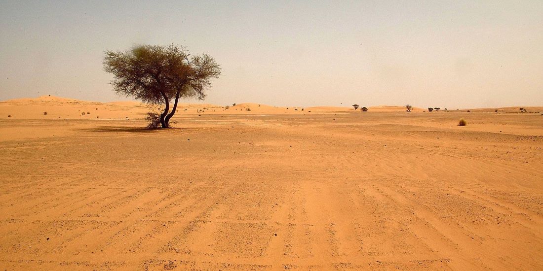 profeta en el desierto