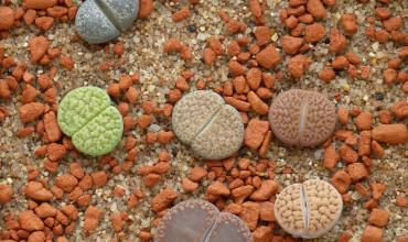 Las pequeñas piedras del gigante edificio