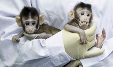 El arzobispo Vincenzo Paglia, presidente de la Pontificia Academia para la Vida, llama a cuestionarse sobre la validez ética de la clonación