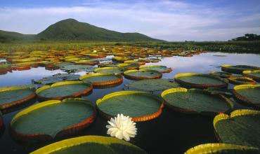 Sínodo para la Amazonía: nuevos caminos hacia una Iglesia más encarnada