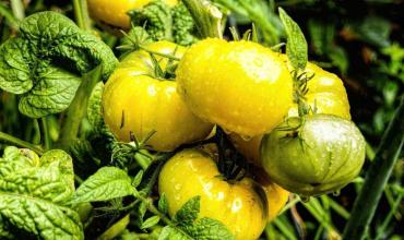 Seguridad Alimentaria